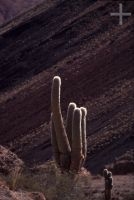 Cactus, Trichocereus genus, Andean Altiplano (high plateau), Andes Cordillera, Argentina Cactus, Trichocereus genus, Andean Altiplano (high plateau), Andes Cordillera, Argentina