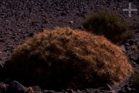 Cactus of the Trichocereus genus, in the Andean Altiplano (high plateau), the Andes Cordillera Cactus of the Trichocereus genus, in the Andean Altiplano (high plateau), the Andes Cordillera