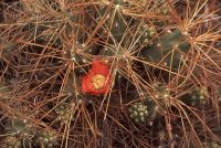 Cactus with flower, Trichocereus genus, Chile, the Andean Altiplano, the Andes Cordillera Cactus with flower, Trichocereus genus, Chile, the Andean Altiplano, the Andes Cordillera