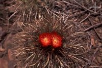 Cactus with flower, Trichocereus genus, Chile, the Andean Altiplano, the Andes Cordillera Cactus with flower, Trichocereus genus, Chile, the Andean Altiplano, the Andes Cordillera