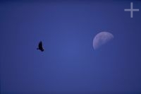 The Andean Condor (Vultur gryphus), Argentina, in the Andes Cordillera The Andean Condor (Vultur gryphus), Argentina, in the Andes Cordillera