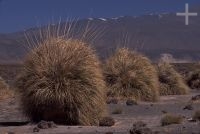 Gramins called 'cortaderas', Argentina, the Andean Altiplano (Puna, high plateau), the Andes Cordillera Gramins called 'cortaderas', Argentina, the Andean Altiplano (Puna, high plateau), the Andes Cordillera