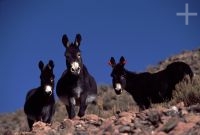 Mules, on the Andean Altiplano (high plateau), the Andes Cordillera Mules, on the Andean Altiplano (high plateau), the Andes Cordillera
