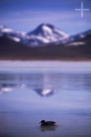 Duck, Laguna Blanca, the Andean Altiplano (high plateau), Bolivia, the Andes Cordillera Duck, Laguna Blanca, the Andean Altiplano (high plateau), Bolivia, the Andes Cordillera