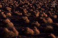 Gramins on the Andean Altiplano (high plateau), the Andes Cordillera Gramins on the Andean Altiplano (high plateau), the Andes Cordillera