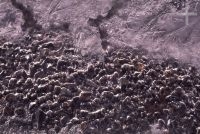 Close-up of ice, the Andean Altiplano (high plateau), the Andes Cordillera Close-up of ice, the Andean Altiplano (high plateau), the Andes Cordillera