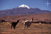 Llamas (lama glama), Bolivia, on the Andean Altiplano (high plateau), the Andes Cordillera Llamas (lama glama), Bolivia, on the Andean Altiplano (high plateau), the Andes Cordillera