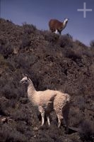 Llamas (Lama glama), on the Andean Altiplano (high plateau), the Andes Cordillera Llamas (Lama glama), on the Andean Altiplano (high plateau), the Andes Cordillera