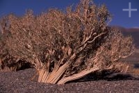 Bushes called "rica rica" (Acantholippia punensis), on the Andean Altiplano (high plateau), the Andes Cordillera Bushes called "rica rica" (Acantholippia punensis), on the Andean Altiplano (high plateau), the Andes Cordillera