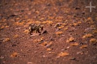 Fox, Chile, on the Andean Altiplano (high plateau), the Andes Cordillera Fox, Chile, on the Andean Altiplano (high plateau), the Andes Cordillera